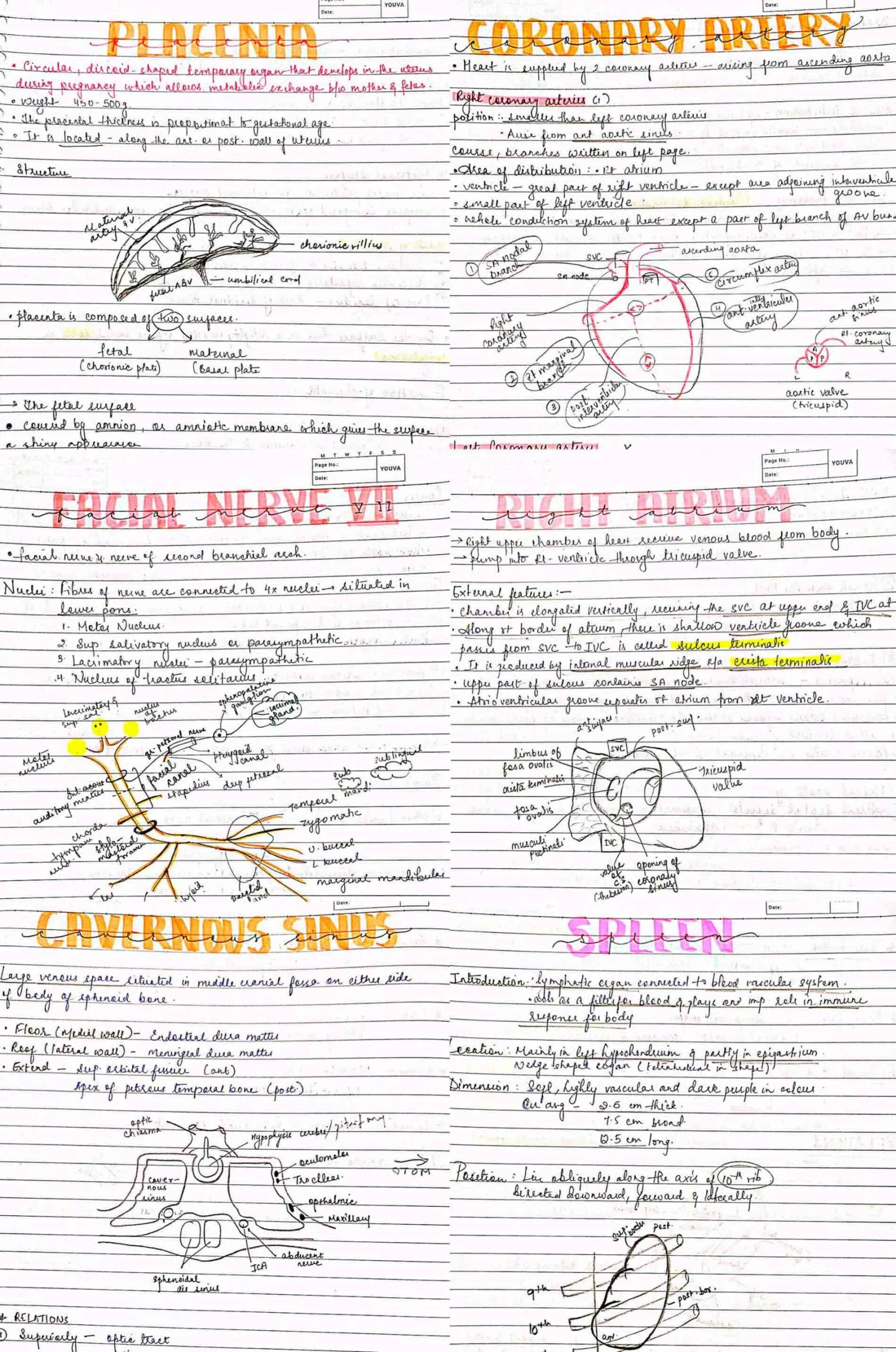 BDS 1st year ALL SUBJECTS handwritten notes of ANATOMY, PHYSIOLOGY, BIOCHEMISTRY, and DADH. Revision notes for University exams 💯 PDF - Image 5