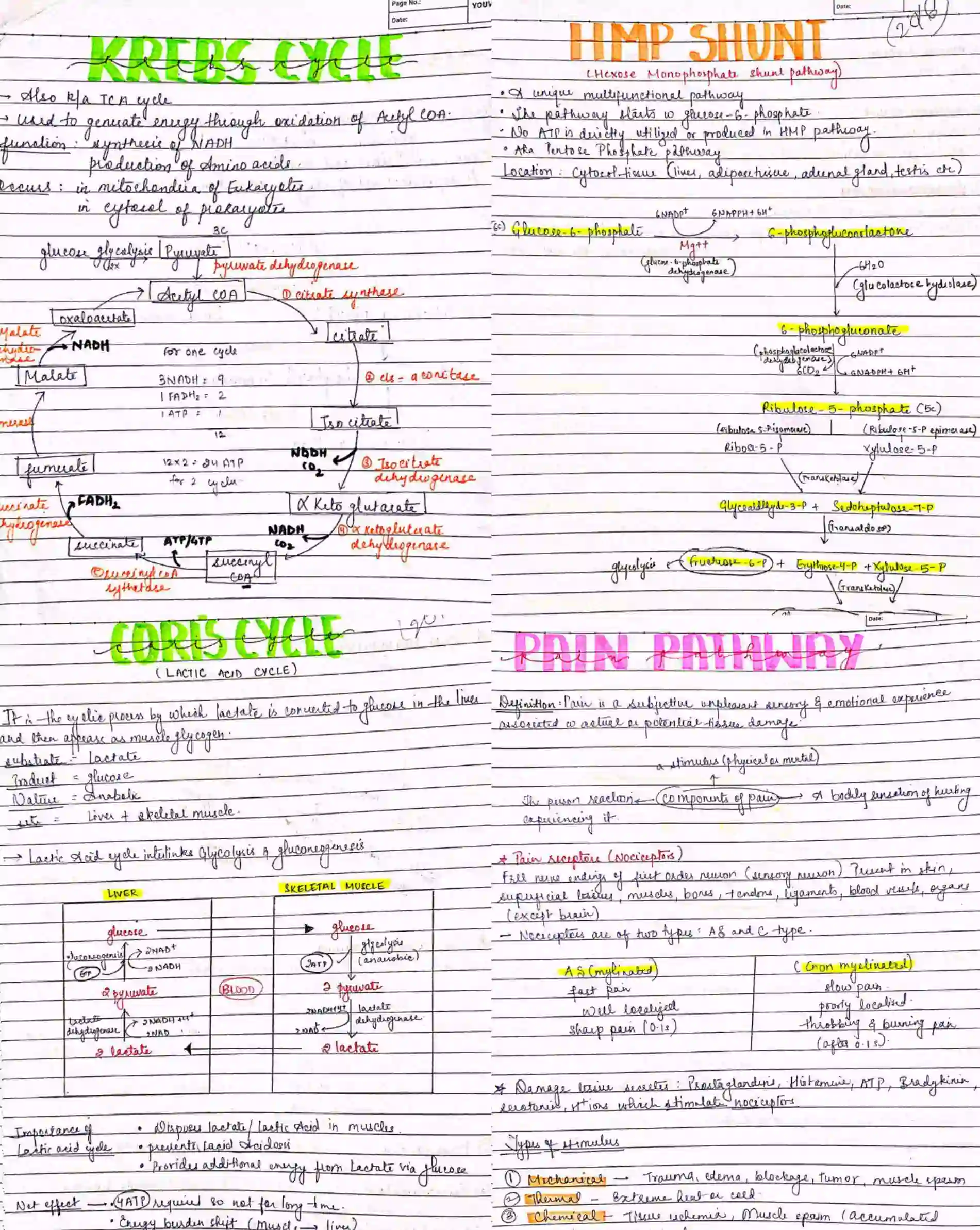 BDS 1st year ALL SUBJECTS handwritten notes of ANATOMY, PHYSIOLOGY, BIOCHEMISTRY, and DADH. Revision notes for University exams 💯 PDF - Image 6