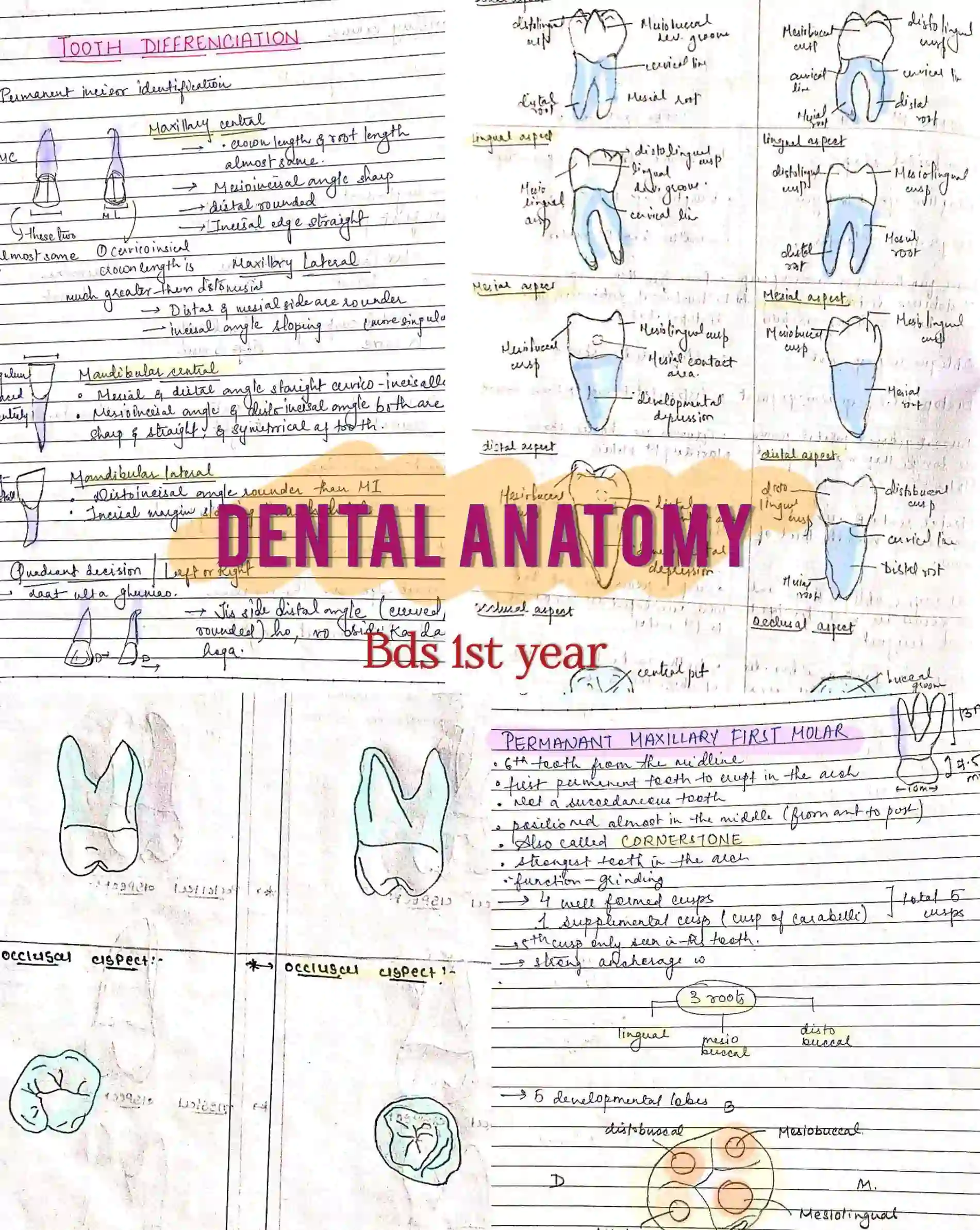 BDS 1st year ALL SUBJECTS handwritten notes of ANATOMY, PHYSIOLOGY, BIOCHEMISTRY, and DADH. Revision notes for University exams 💯 PDF - Image 4