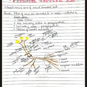 Nerve