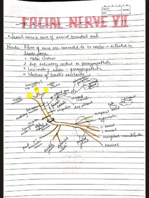 Nerve