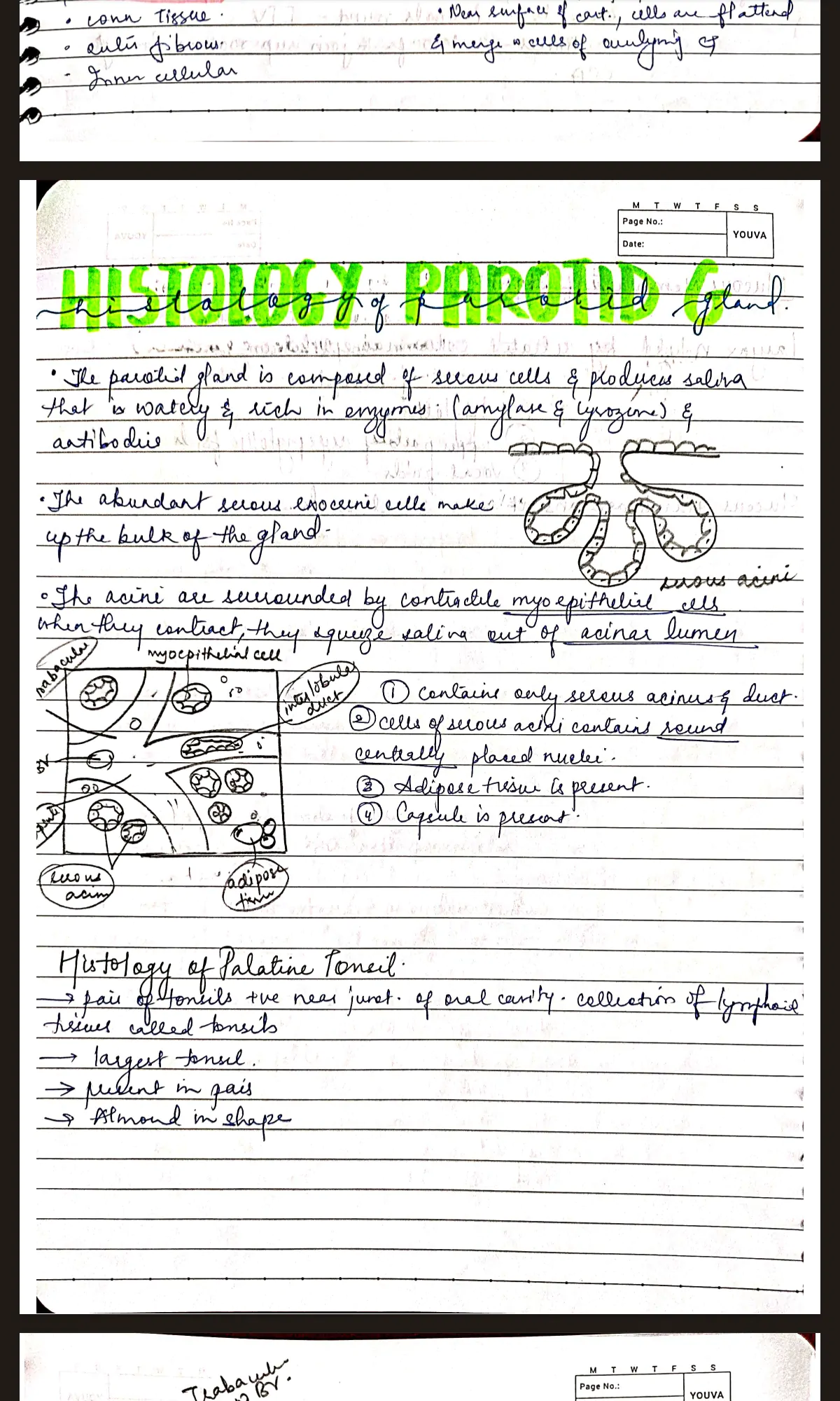 Short notes on all the Important Gujarat University exam questions of BDS and MBBS. Get the best handwritten notes with easy labelled diagrams.