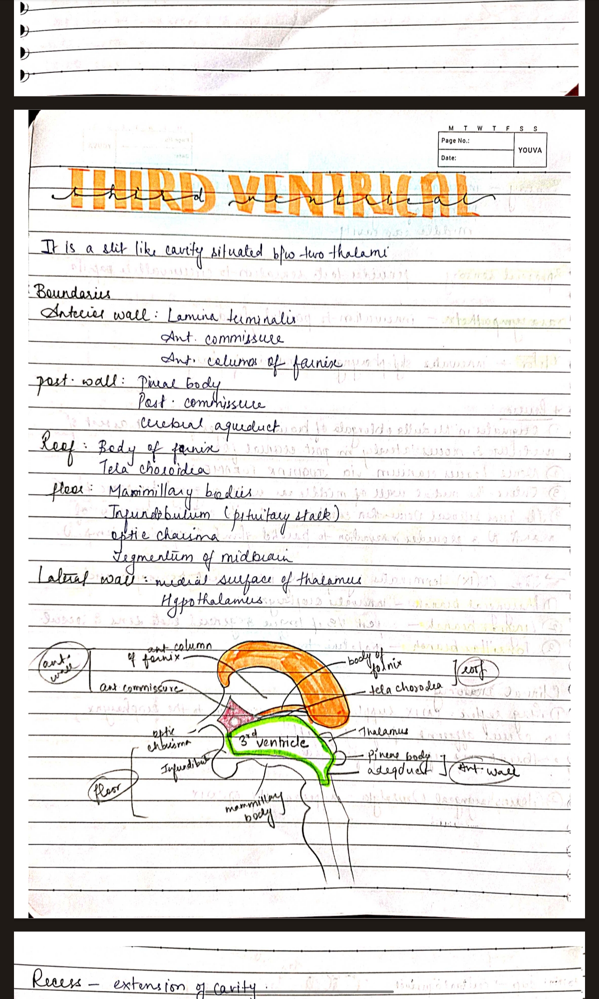 1st year BDS NEURO anatomy ALL IMPORTANT QUESTIONS for University