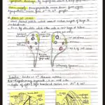 Thorax
