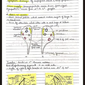 Thorax