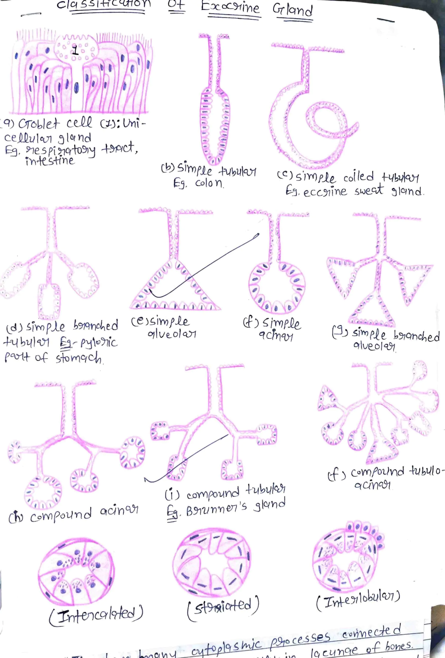 BDS 1st year COMPLETE HISTOLOGY record book of anatomy PDF - Image 6