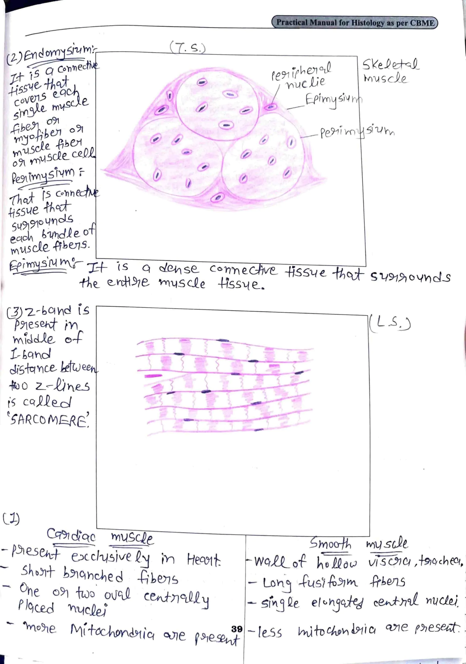BDS 1st year COMPLETE HISTOLOGY record book of anatomy PDF - Image 5