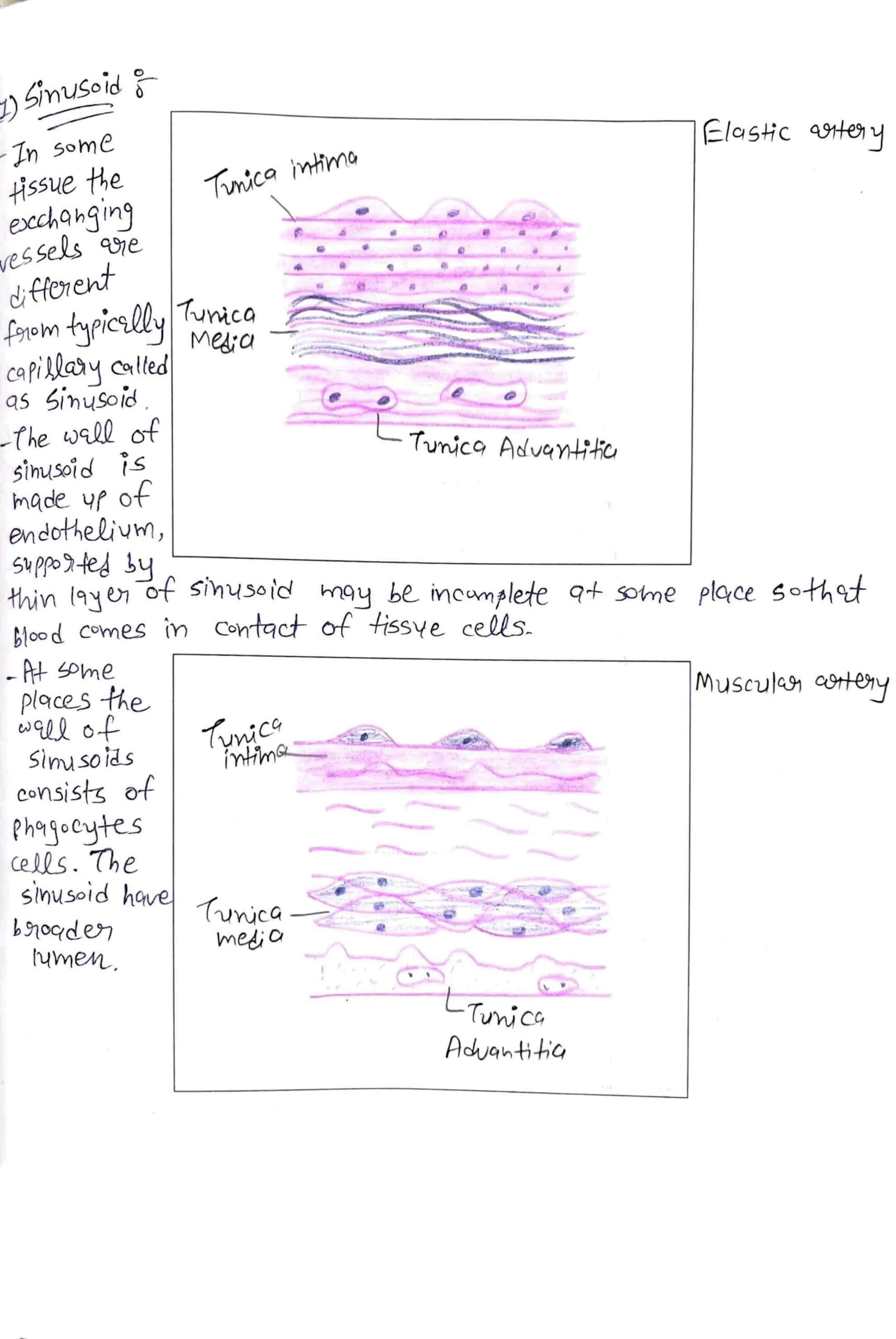 BDS 1st year COMPLETE HISTOLOGY record book of anatomy PDF - Image 4