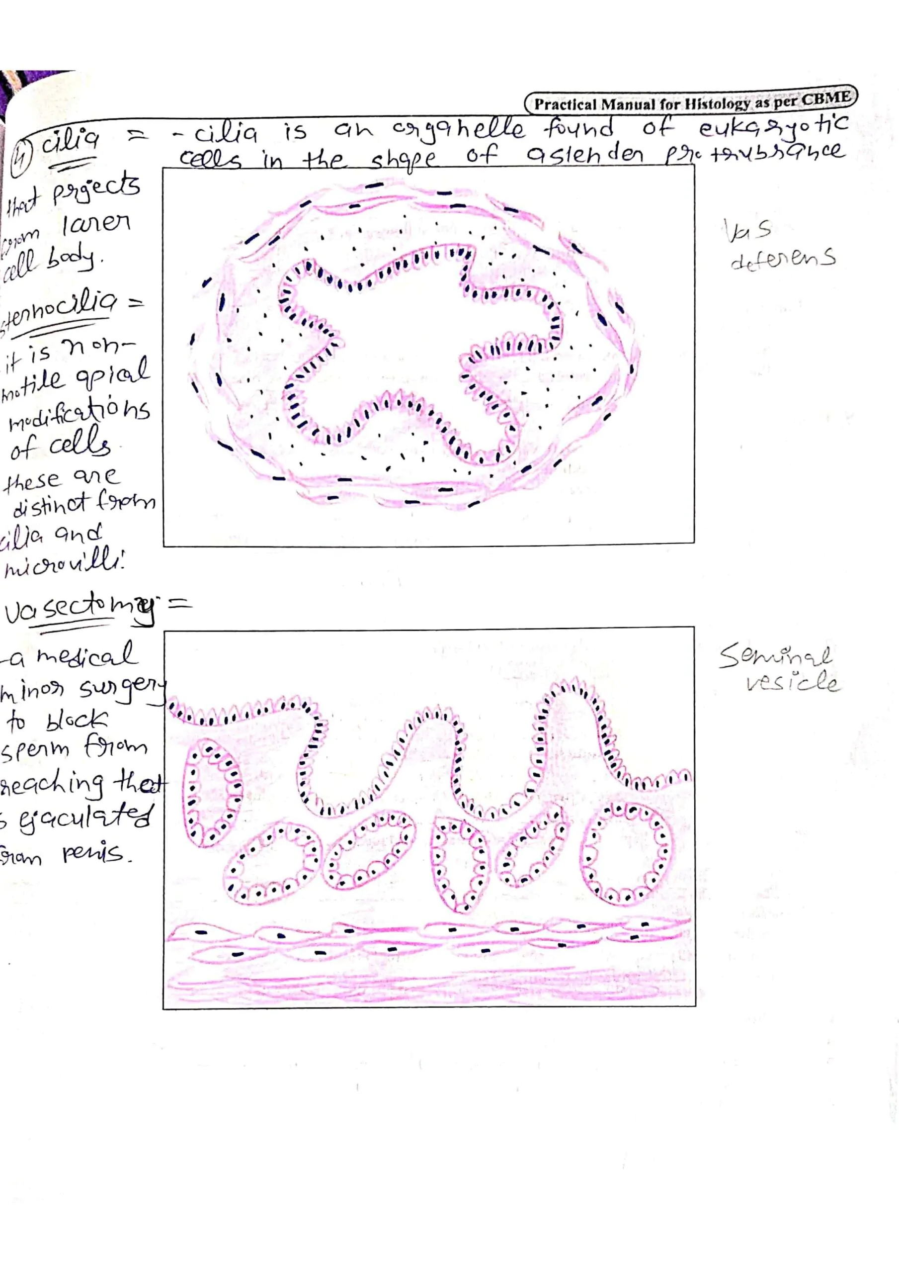BDS 1st year COMPLETE HISTOLOGY record book of anatomy PDF - Image 3
