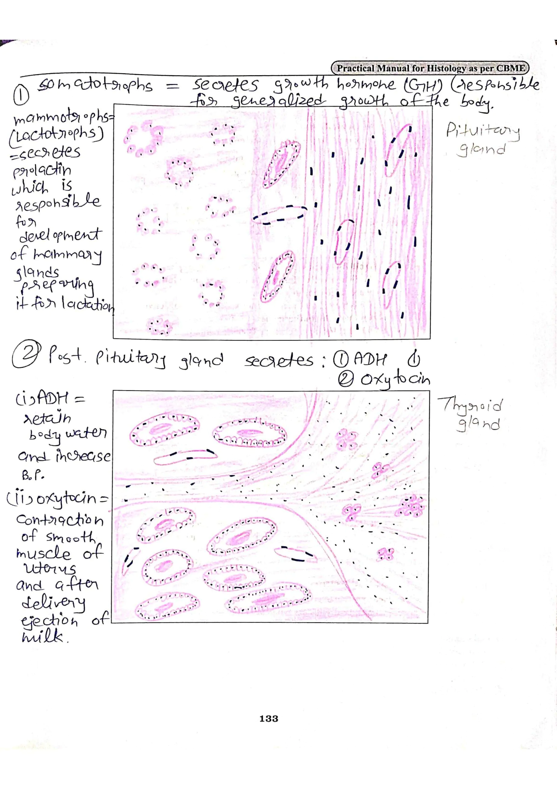 BDS 1st year COMPLETE HISTOLOGY record book of anatomy PDF - Image 2