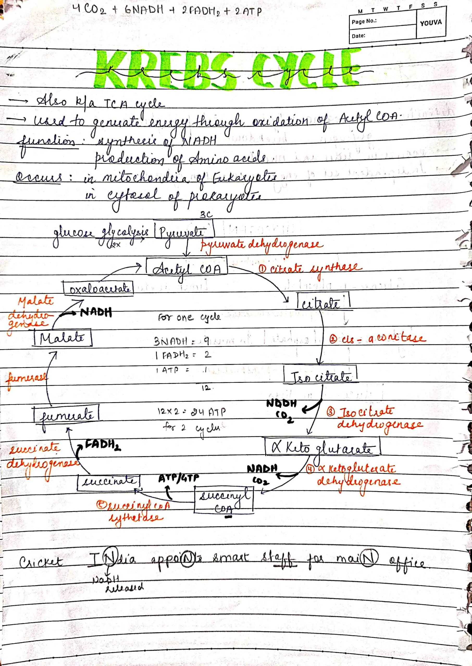 BDS 1st year all important cycles of biochemistry in one pdf