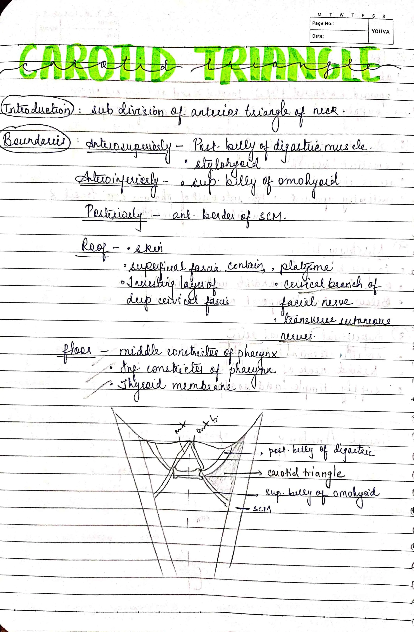 1st year BDS Anatomy COMPLETE head and neck notes for University exams PDF - Image 2