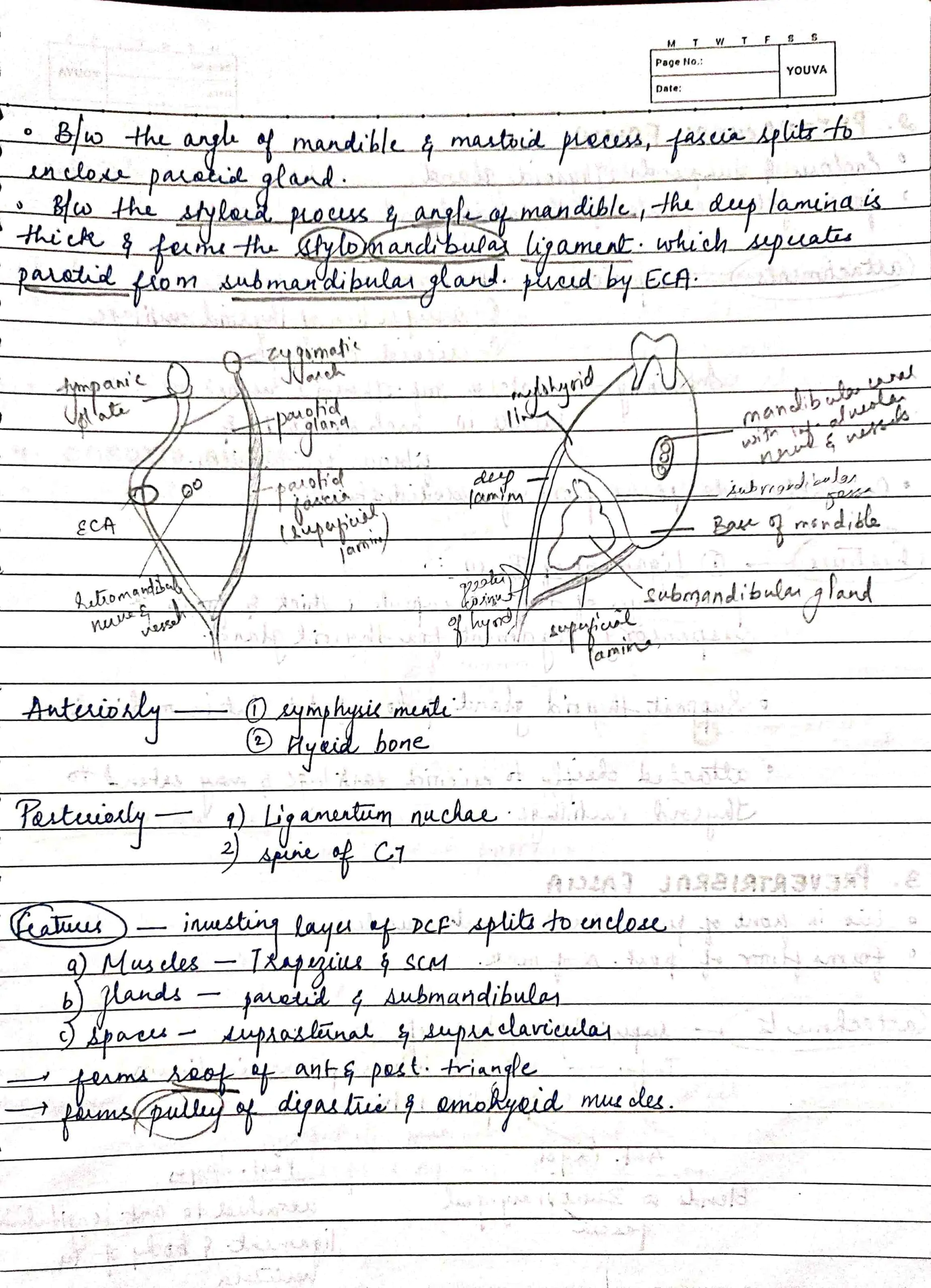 1st year BDS Anatomy COMPLETE head and neck notes for University exams PDF - Image 3
