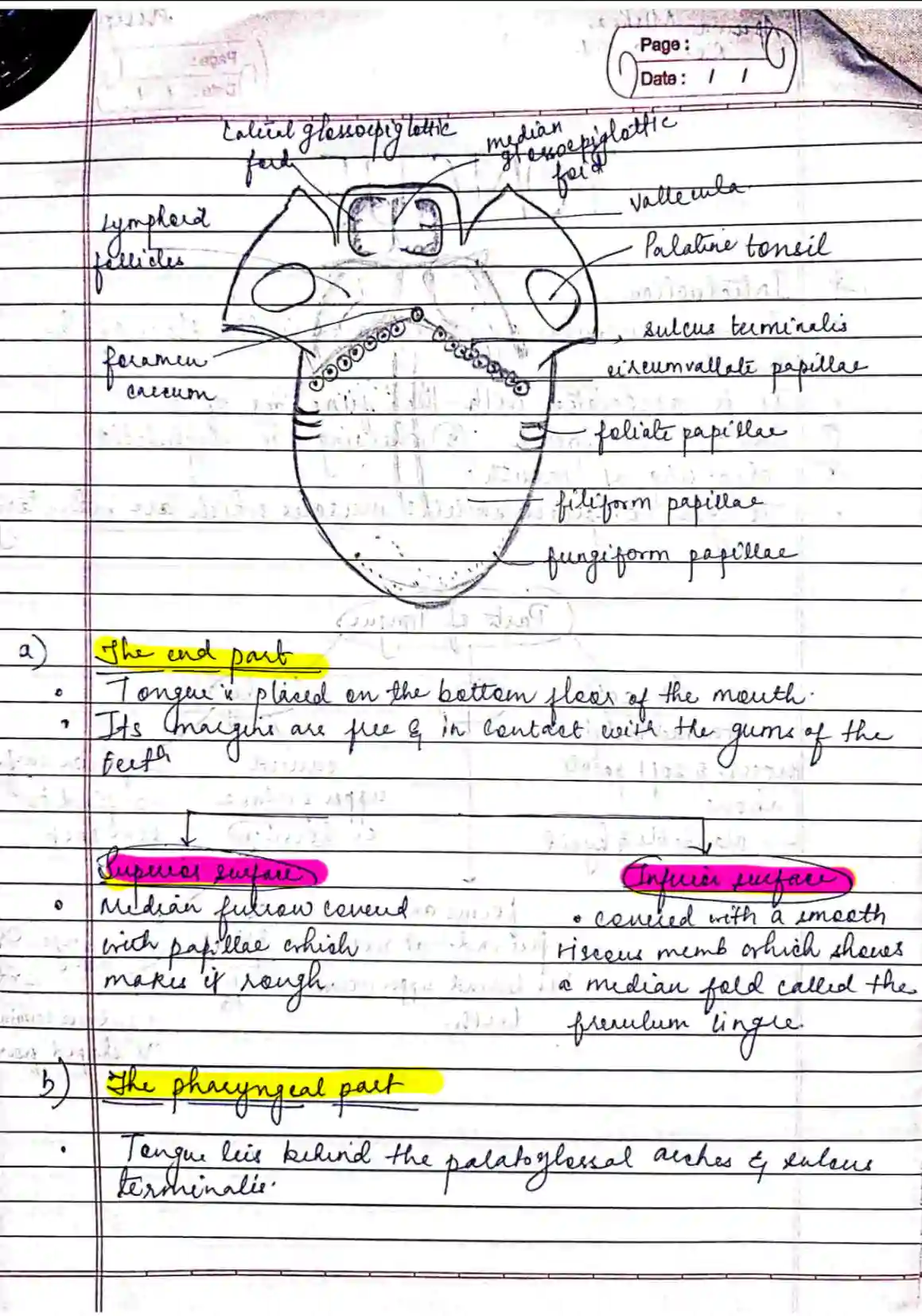 BDS 1st year ANATOMY handwritten notes of TONGUE, MUSCLES OF MASTICATION and ANTERIOR TRIANGLE OF NECK PDF - Image 2