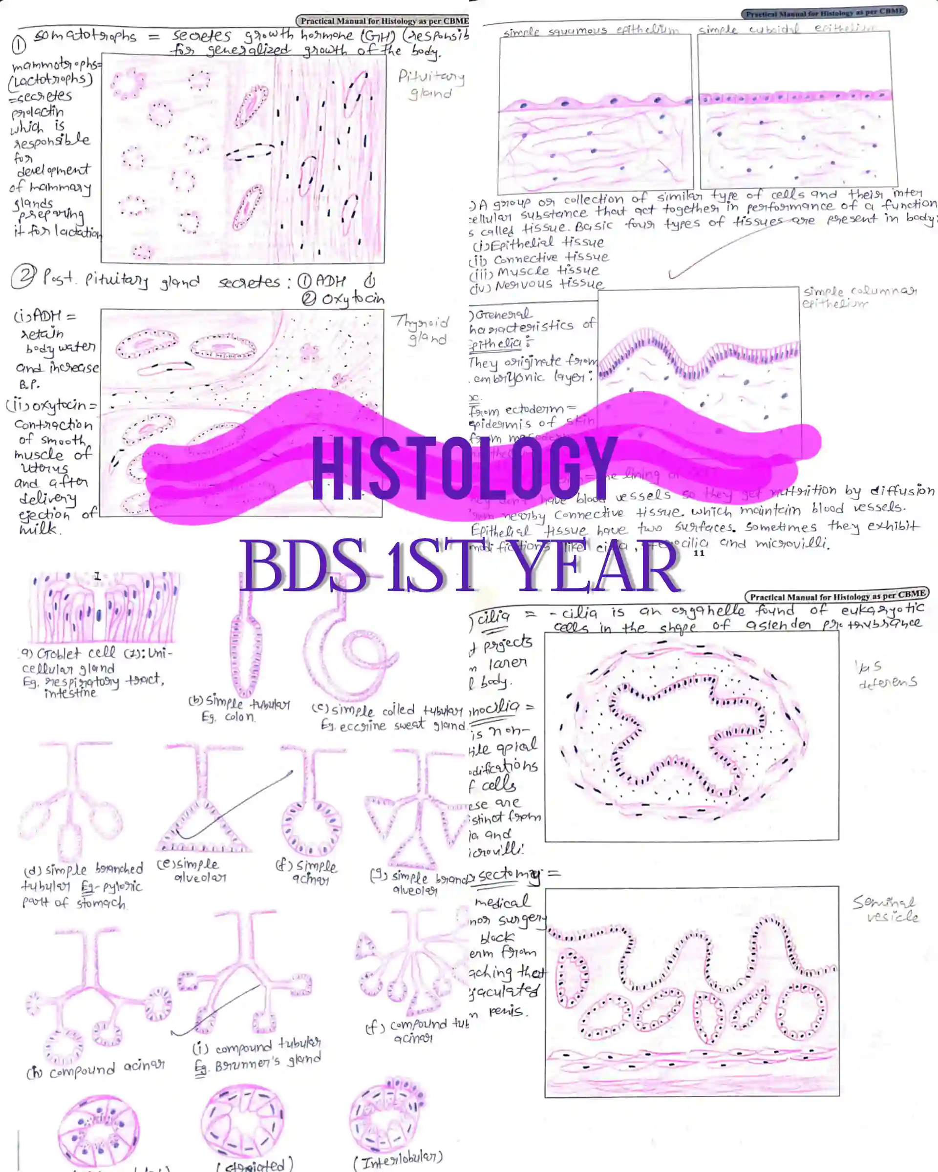 BDS 1st year COMPLETE HISTOLOGY record book of anatomy PDF