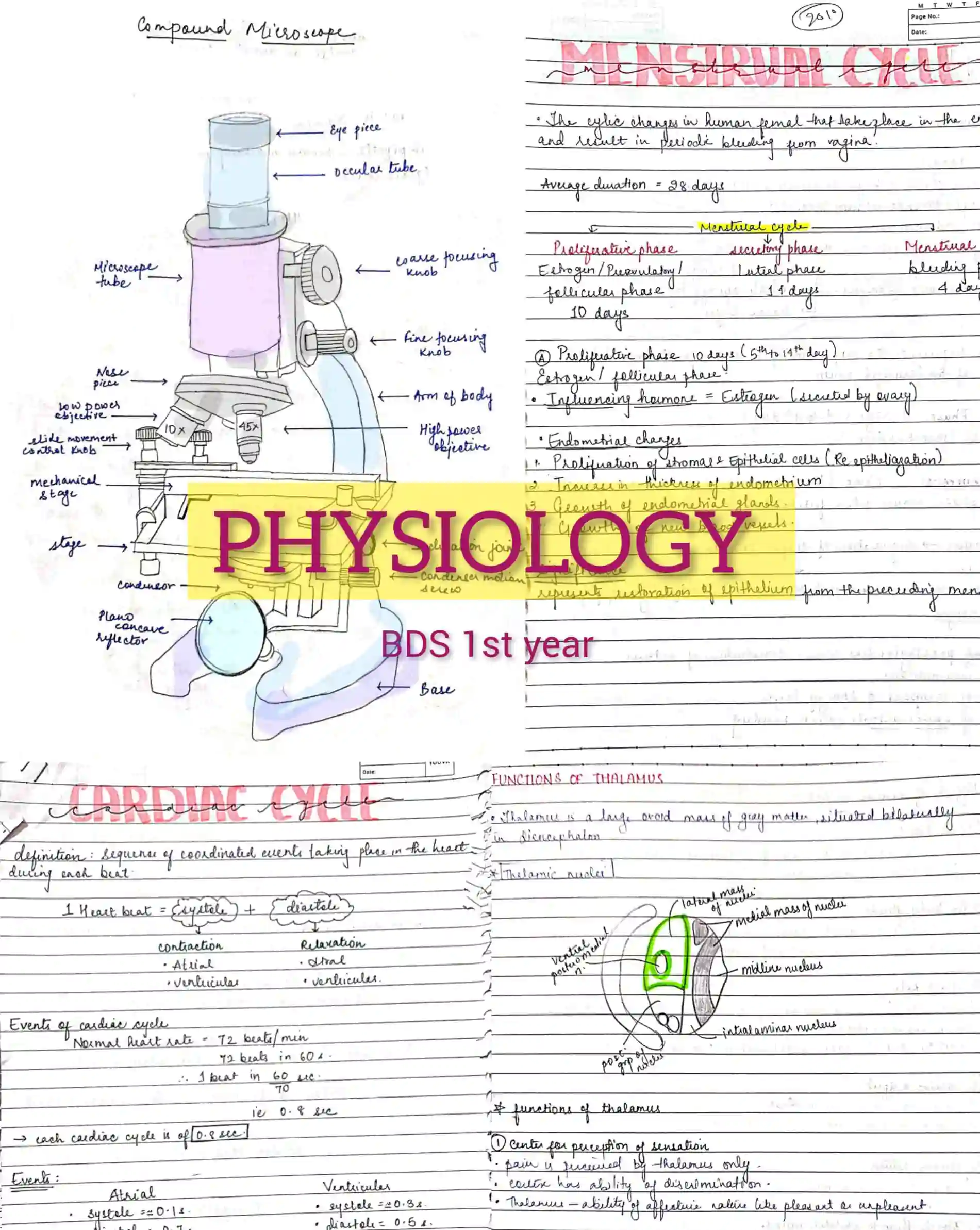 BDS 1st year complete Physiology handwritten notes PDF