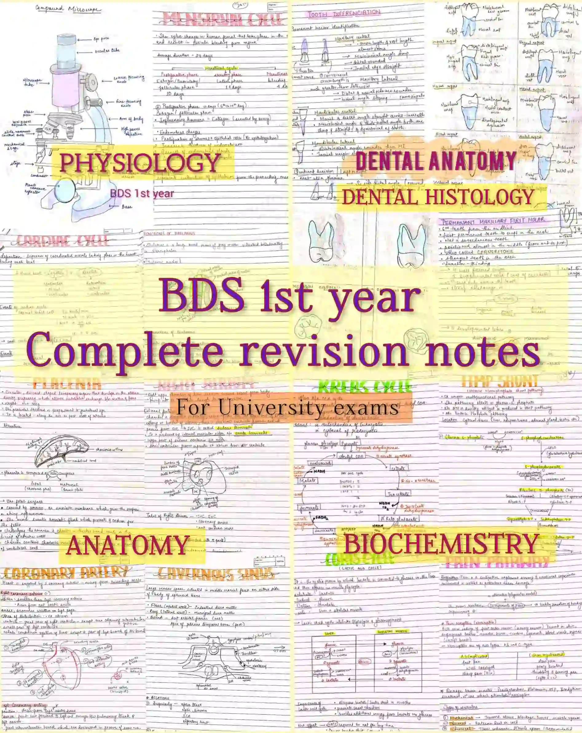 BDS 1st year ALL SUBJECTS handwritten notes of ANATOMY, PHYSIOLOGY, BIOCHEMISTRY, and DADH. Revision notes for University exams 💯 PDF