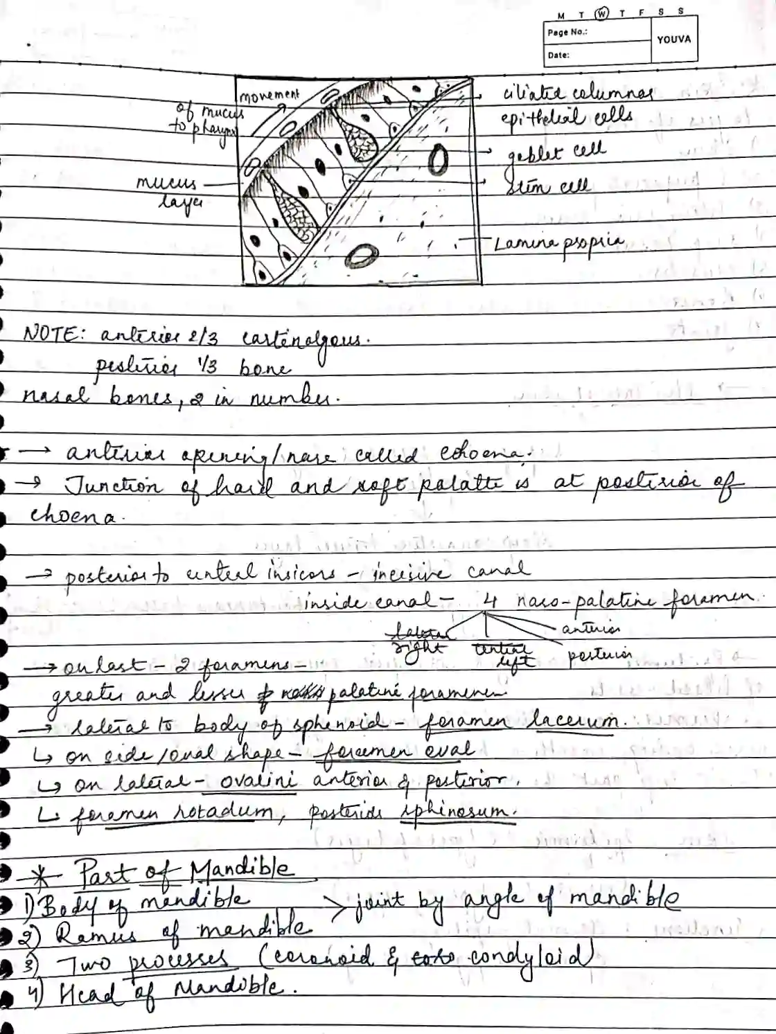 General anatomy BD Chaurasia handwritten notes - BDS, MBBS (PDF) - Image 2