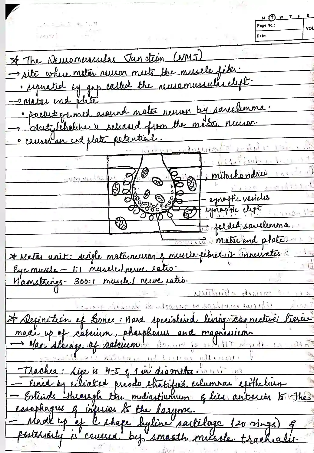 General anatomy BD Chaurasia handwritten notes - BDS, MBBS (PDF)
