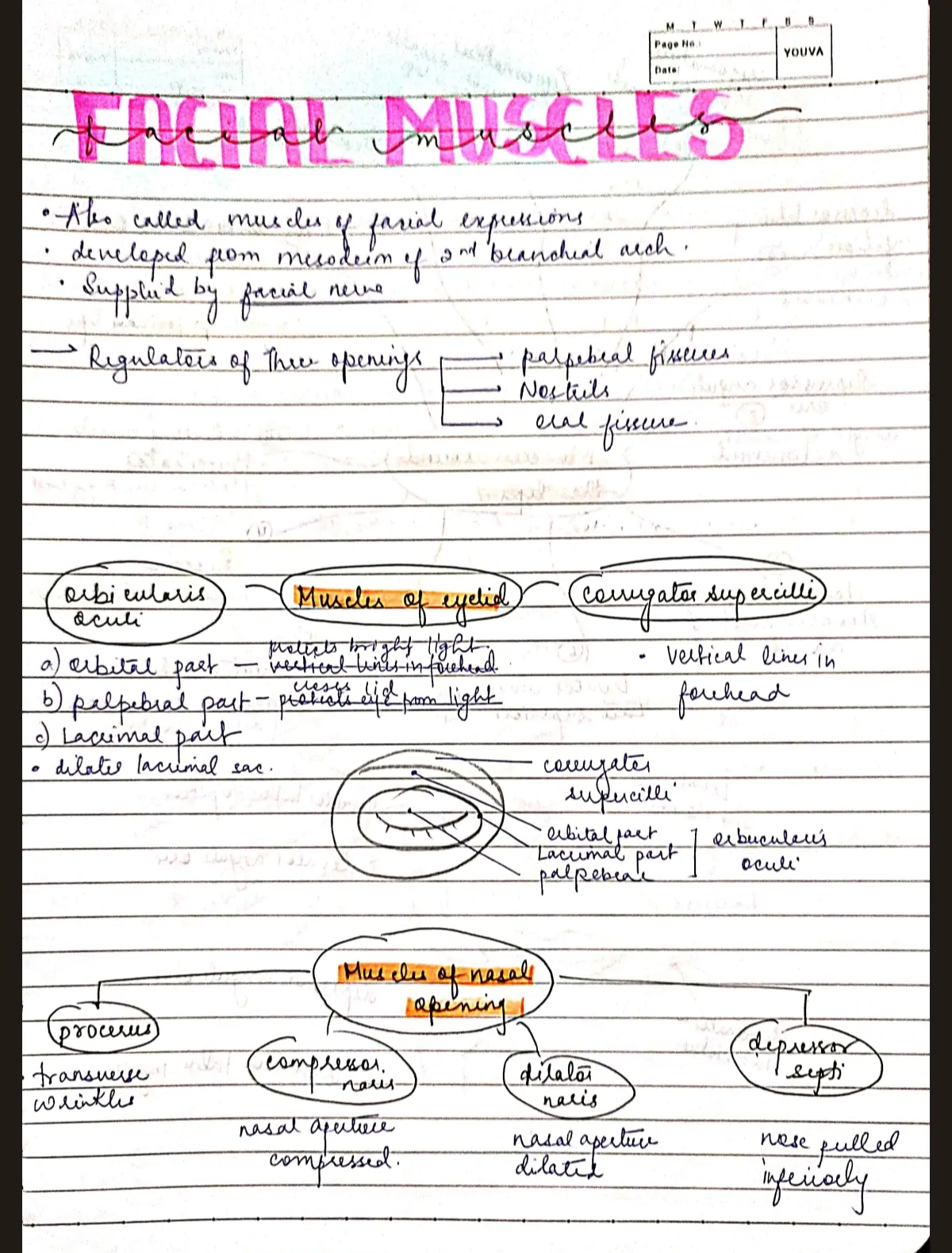 1st year BDS Anatomy COMPLETE head and neck notes for University exams PDF