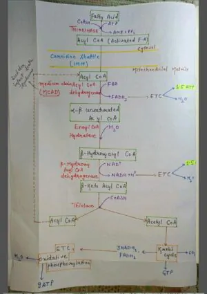 Mbbs handwritten notes