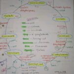 Mbbs handwritten notes