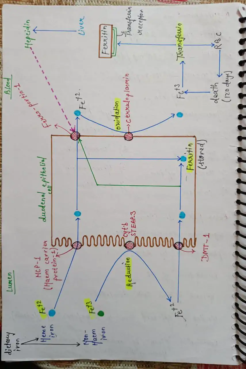 Mbbs handwritten notes
