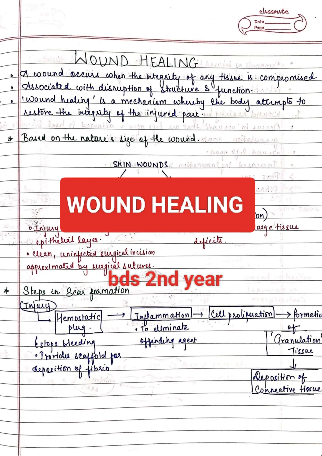 Wound healing PATHOLOGY BDS 2nd year handwritten notes for University exams PDF