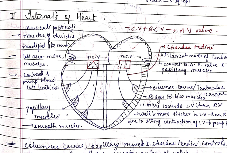 Body Fluid and Circulation Handwritten Notes For NEET - Image 3
