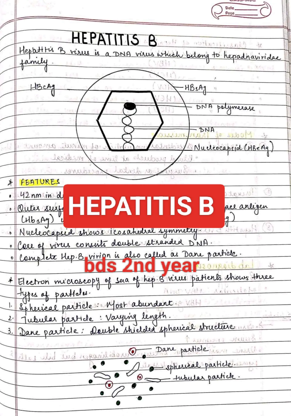 Hepatitis B MICROBIOLOGY BDS 2nd year handwritten notes for University exams
