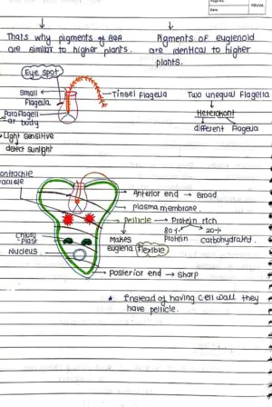 BIOLOGICAL CLASSIFICATION CLASS 11TH HANDWRITTEN NOTES BIOLOGY NEET