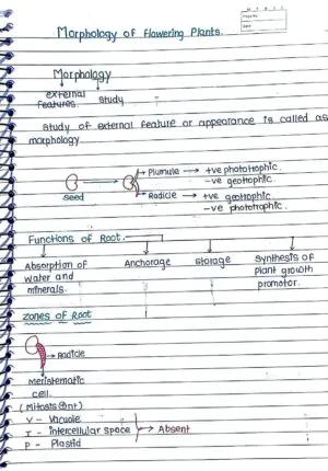 MORPHOLOGY OF FLOWERING PLANTS CLASS 11TH NEET BIOLOGY HAND WRITTEN NOTES