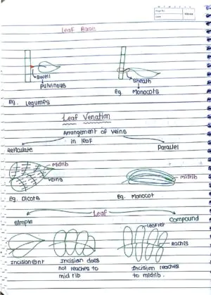 MORPHOLOGY OF FLOWERING PLANTS CLASS 11TH NEET BIOLOGY HAND WRITTEN NOTES