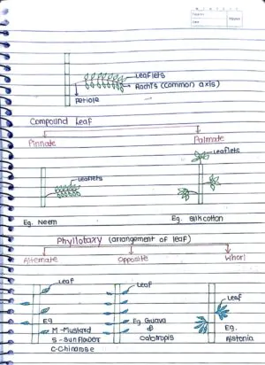 MORPHOLOGY OF FLOWERING PLANTS CLASS 11TH NEET BIOLOGY HAND WRITTEN NOTES