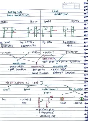 MORPHOLOGY OF FLOWERING PLANTS CLASS 11TH NEET BIOLOGY HAND WRITTEN NOTES