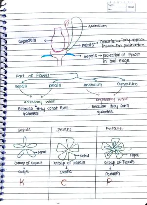 MORPHOLOGY OF FLOWERING PLANTS CLASS 11TH NEET BIOLOGY HAND WRITTEN NOTES