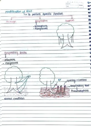 MORPHOLOGY OF FLOWERING PLANTS CLASS 11TH NEET BIOLOGY HAND WRITTEN NOTES