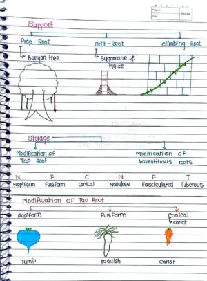 MORPHOLOGY OF FLOWERING PLANTS CLASS 11TH NEET BIOLOGY HAND WRITTEN NOTES