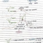 Plant_kingdom_Handwritten_Notes