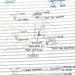 Plant_kingdom_Handwritten_Notes