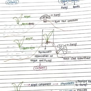 Plant_kingdom_Handwritten_Notes