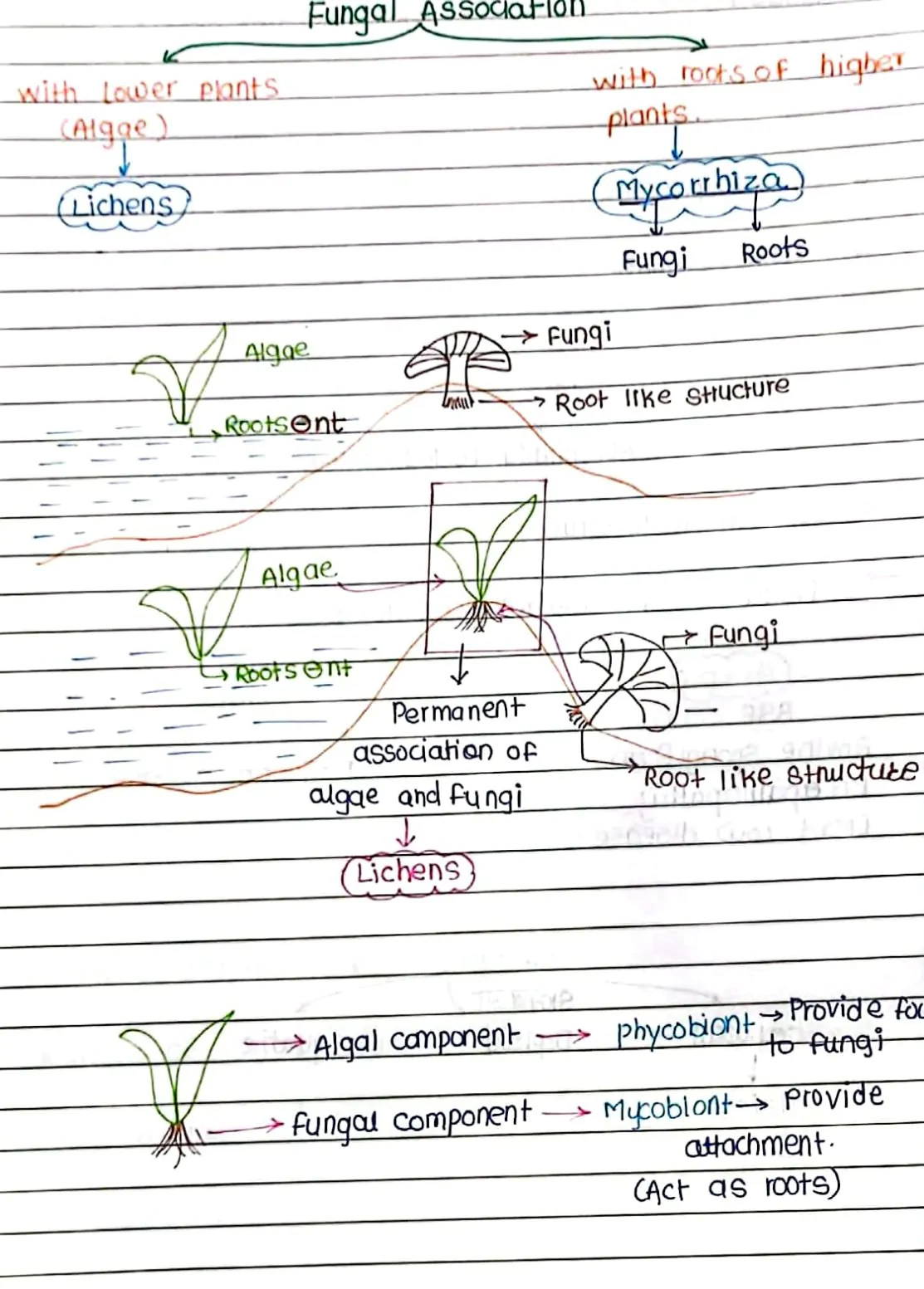 Plant_kingdom_Handwritten_Notes