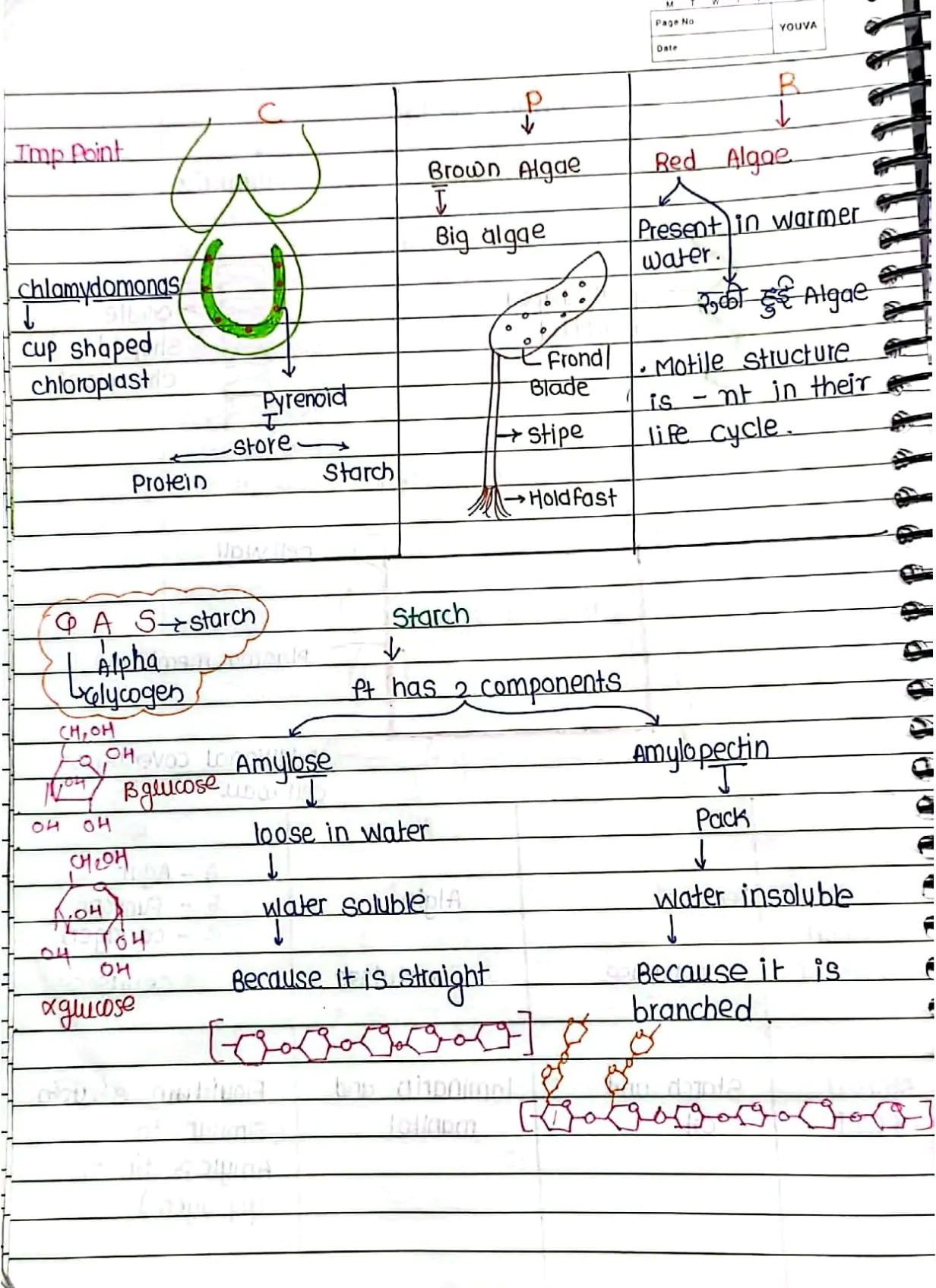 Plant_kingdom_Handwritten_Notes