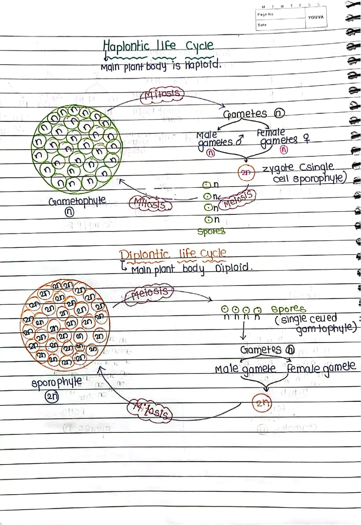 Plant_kingdom_Handwritten_Notes