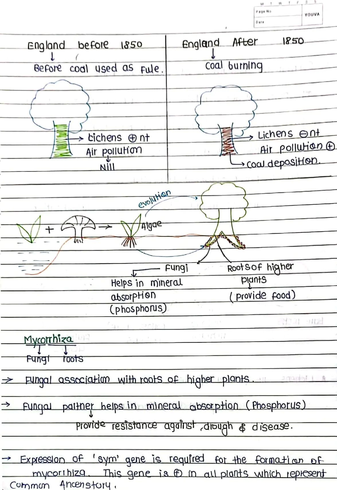 Plant_kingdom_Handwritten_Notes