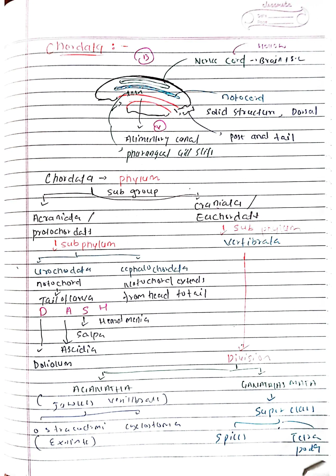 Animal kingdom class 11th Biology NEET Hand written Detailed notes