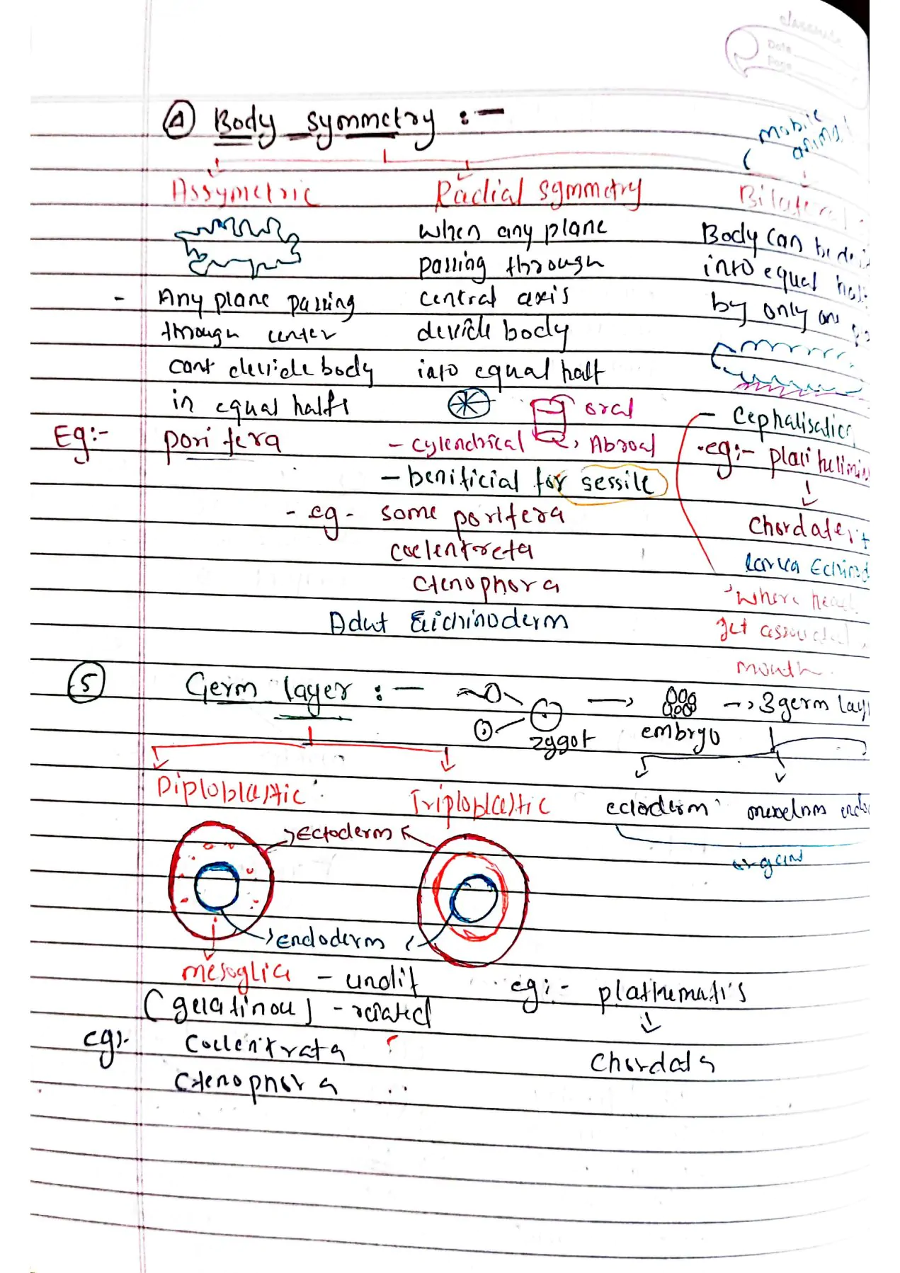 Animal kingdom class 11th Biology NEET Hand written Detailed notes