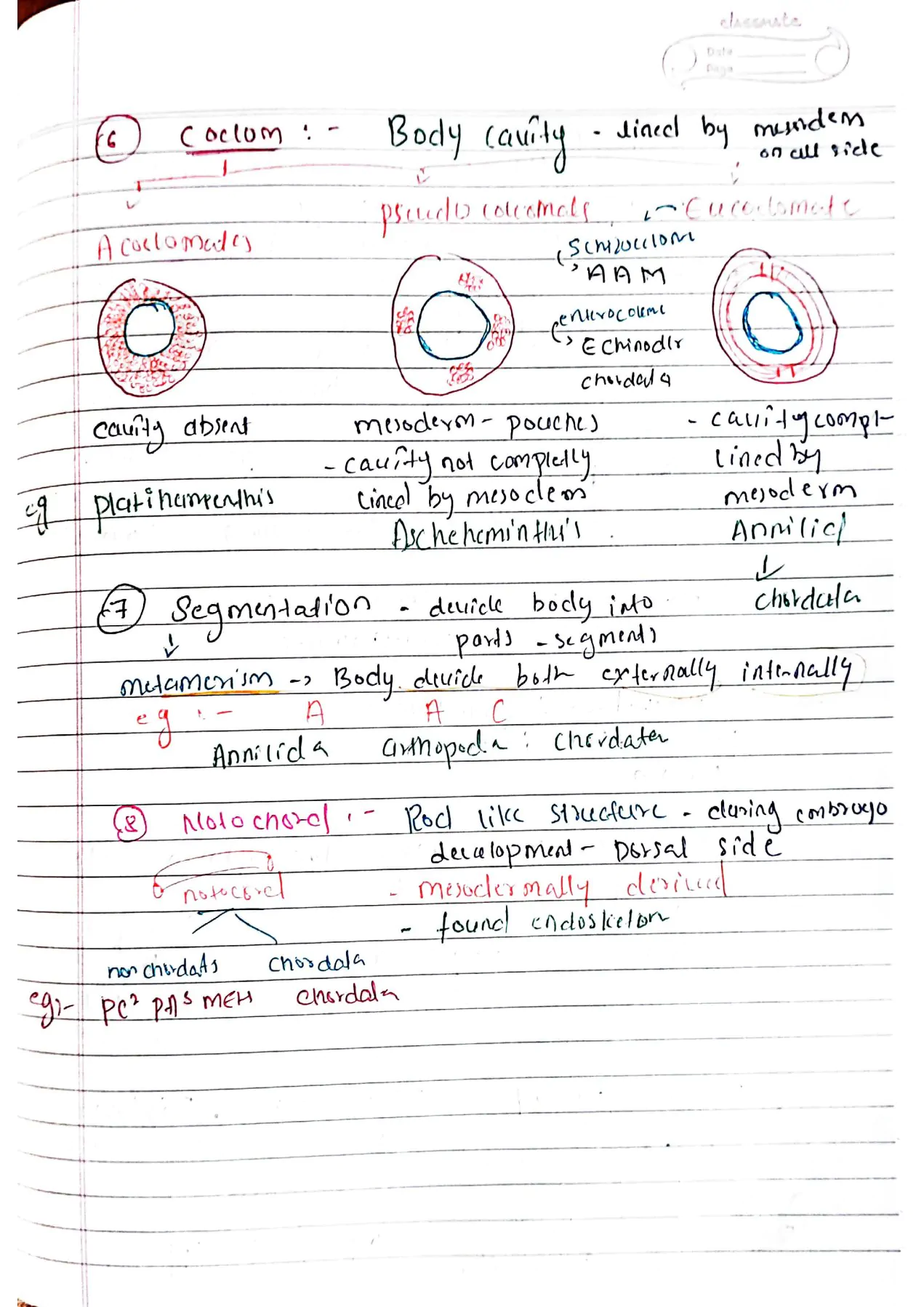Animal kingdom class 11th Biology NEET Hand written Detailed notes