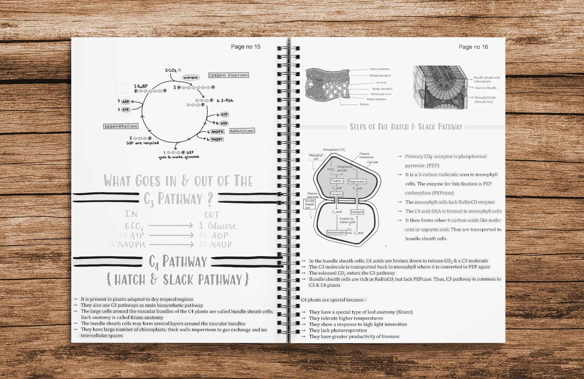 Class 11 Biology Printed Notes - Shobhit Nirwan Part 2 ( With Wiro Binding ) - Image 6
