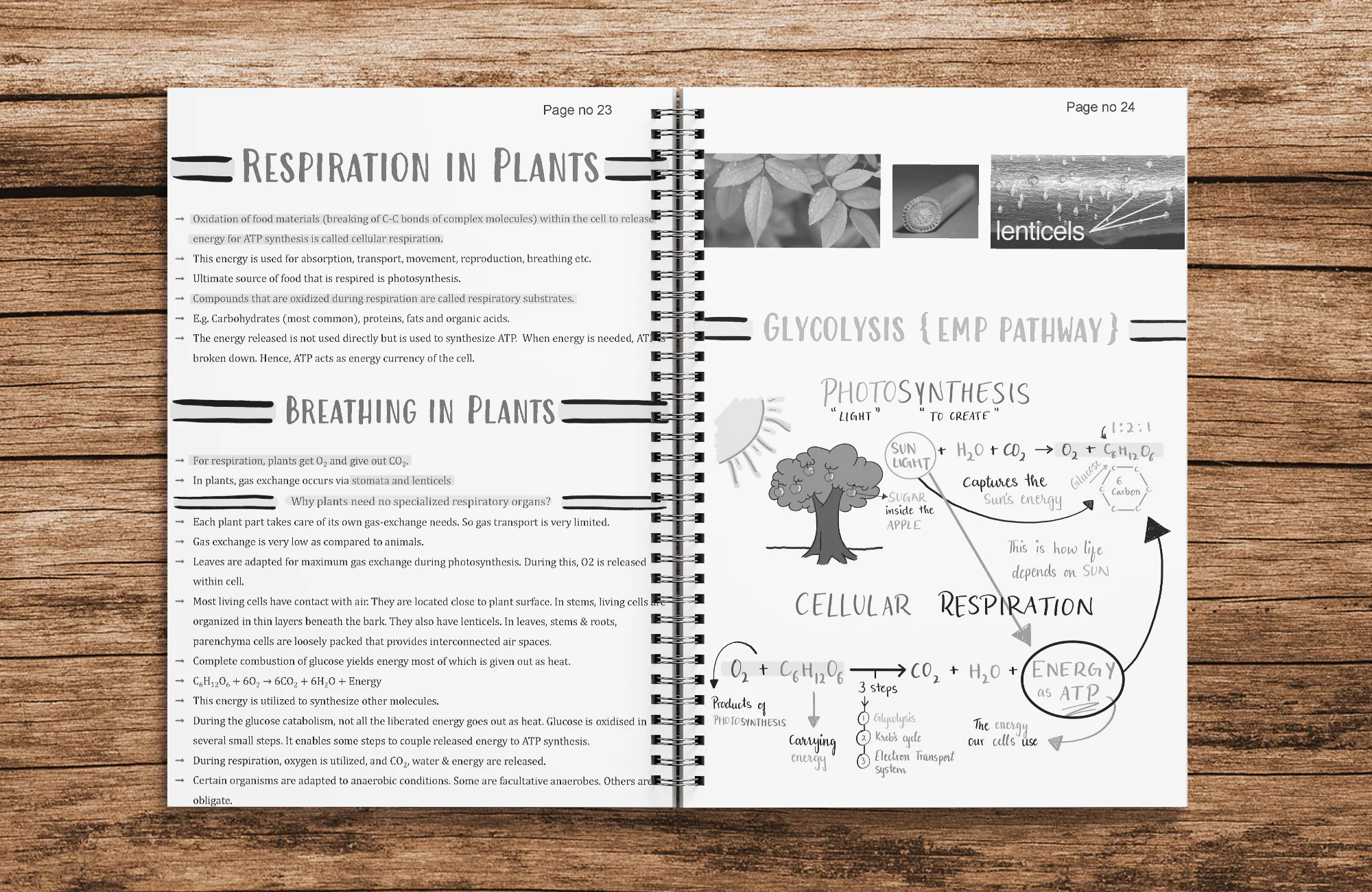 Class 11 Biology Printed Notes - Shobhit Nirwan Part 2 ( With Wiro Binding ) - Image 5